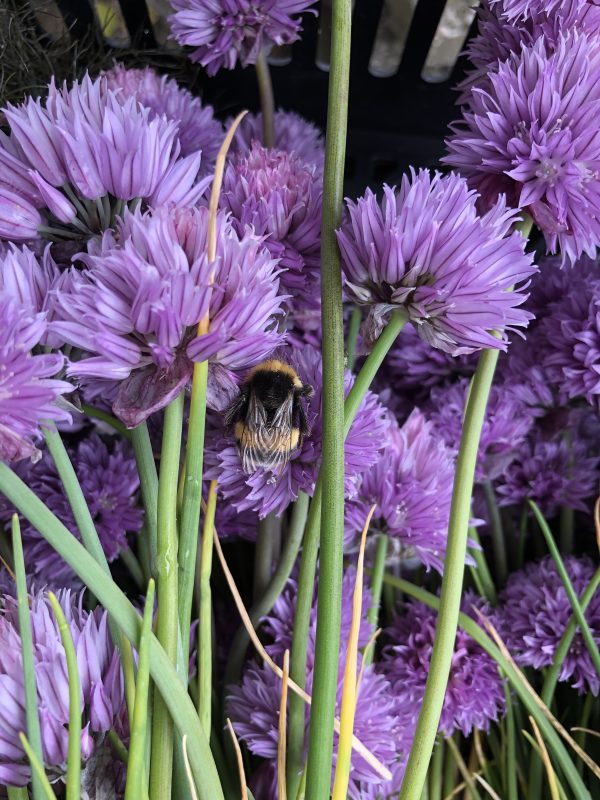 Lente suprême abonnement 2025 - Afbeelding 3